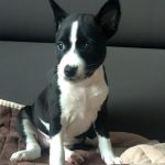 Lala Basenji