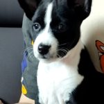 Mili-female-basenji-puppy-for-sale-1 (4)