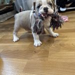 Trixie English Bulldog