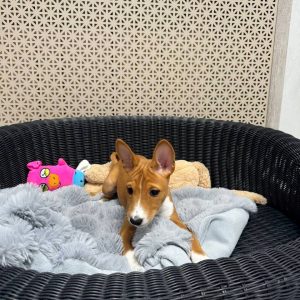 Mors Basenji