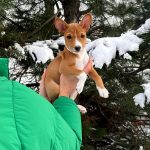 Mors-male-Basenji-pippy-for-sale-2