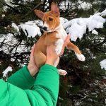 Mors-male-Basenji-pippy-for-sale-3