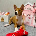 Mors-male-Basenji-pippy-for-sale-4