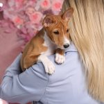 Mors-male-Basenji-pippy-for-sale-5