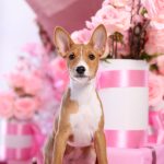 Ronny Basenji