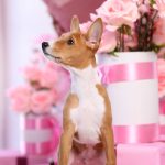 Mors-male-Basenji-pippy-for-sale-7