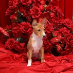 Mors-male-Basenji-pippy-for-sale-8