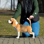 Navy-female-Beagle-puppy-for-sale-1