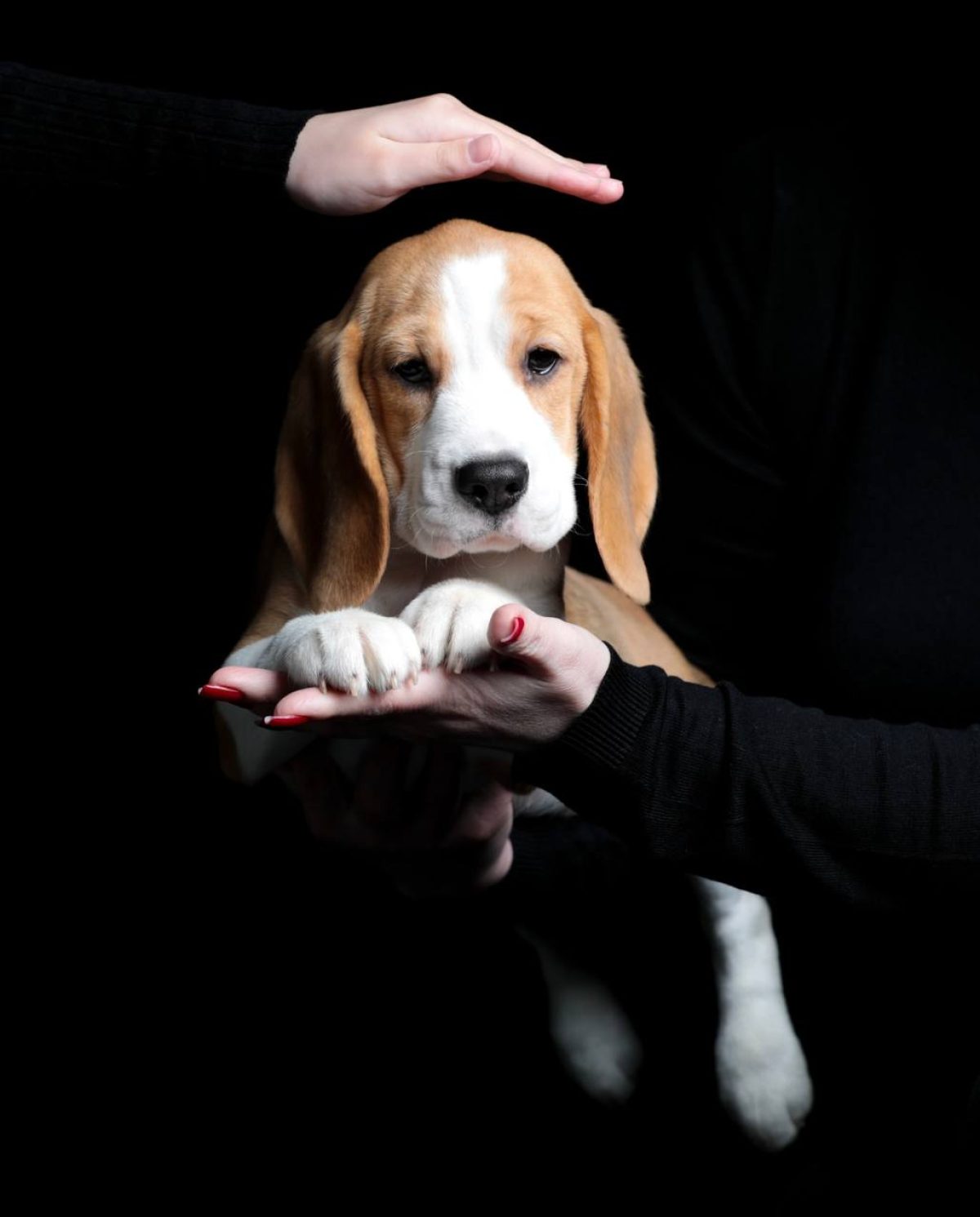 Beagle Dog Breeds With No Health Problems Dog Breeds With Minimal