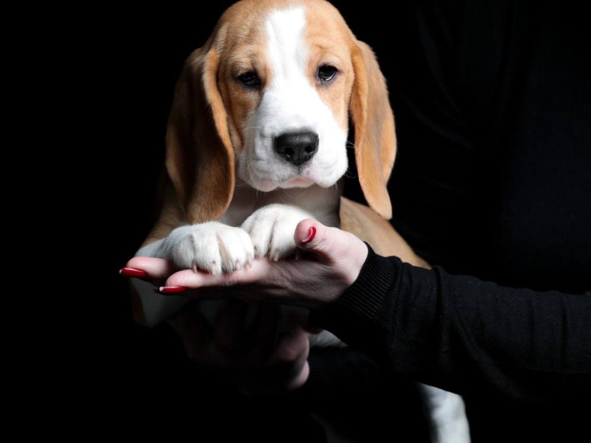 Mixed Breed Dalmatian Cross Beagle Dalmatian Beagle Beagle