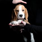 Aruna Beagle