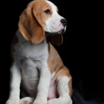 Navy-female-Beagle-puppy-for-sale-4