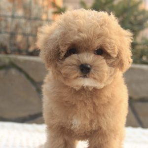 Nelly Maltipoo