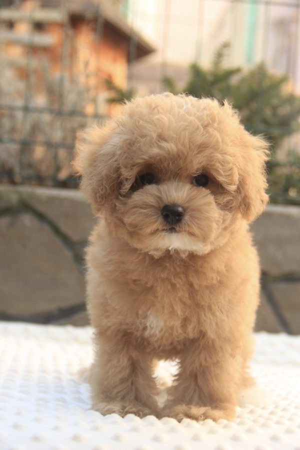 Nelly Maltipoo
