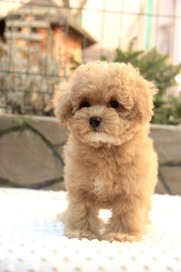 Nelly Maltipoo
