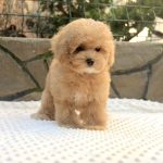 Nelly-female-Maltipoo-puppy-for sale-3