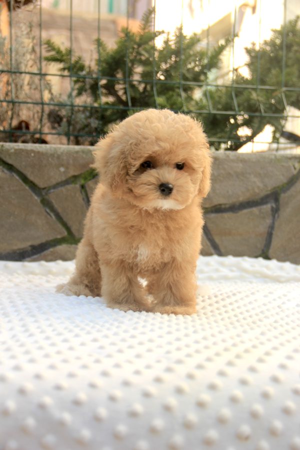 Nelly Maltipoo