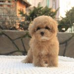 Nelly-female-Maltipoo-puppy-for sale-4
