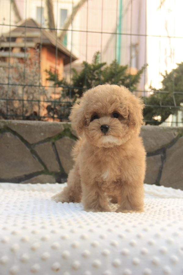 Nelly Maltipoo