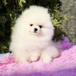 Nelly Pomeranian