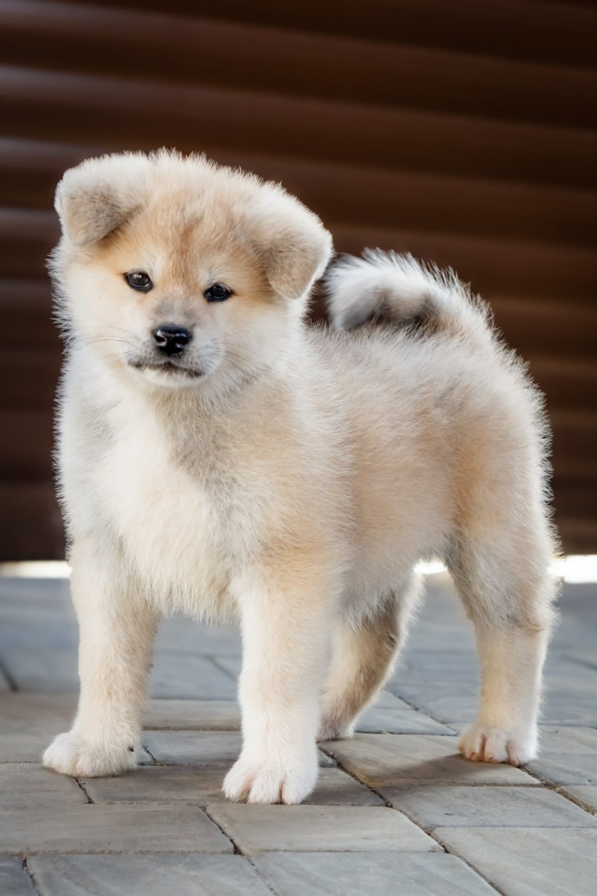 Dog For Akita Puppies For Sale Craigslist Chow Chow Puppies