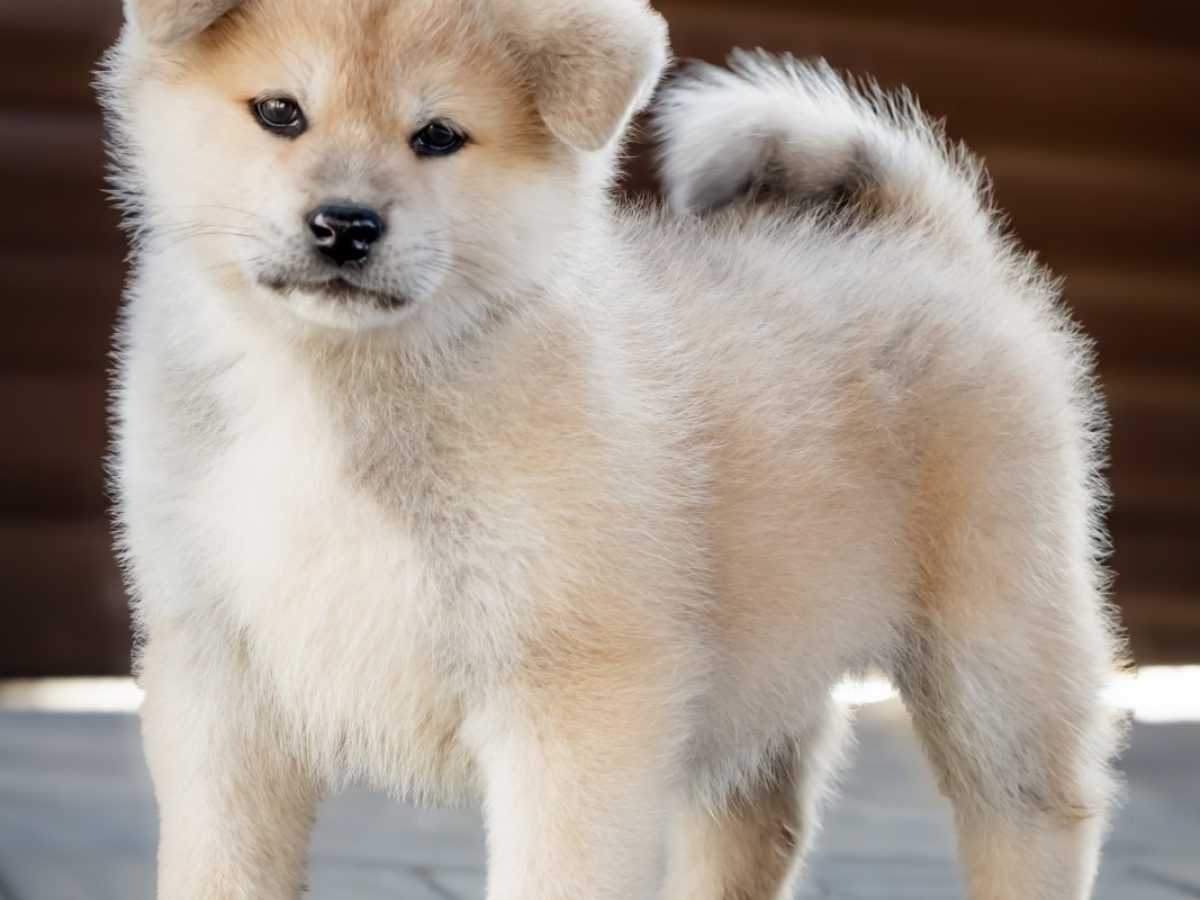 Japanese Akita Inu Puppies All White Akita Puppies For Sale Akita