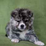 Nensi-female-Akita-inu-puppy-for-sale-1 (1)