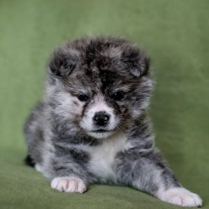 Nensi Akita