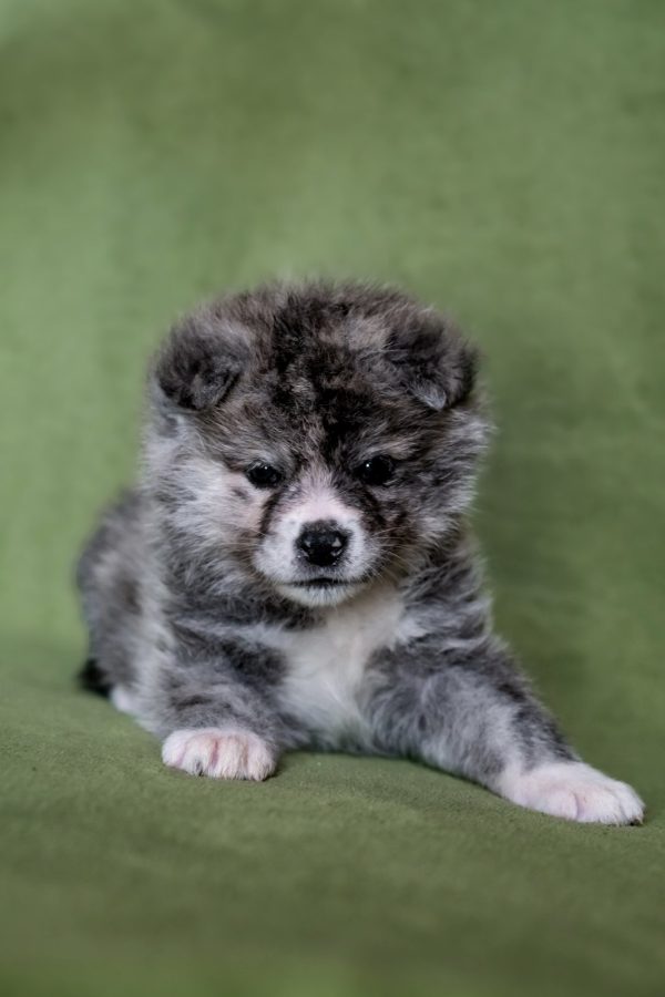 Nensi Akita