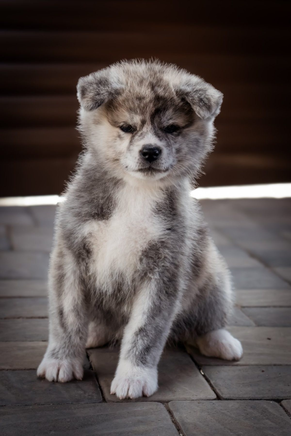 Hyderabad Akita Puppies For Adoption Near Me Japanese Akita Bear