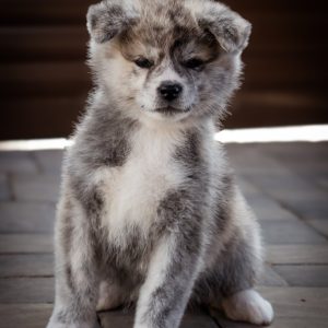 Nensi Akita