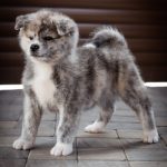 Nensi-female-Akita-inu-puppy-for-sale-1 (3)