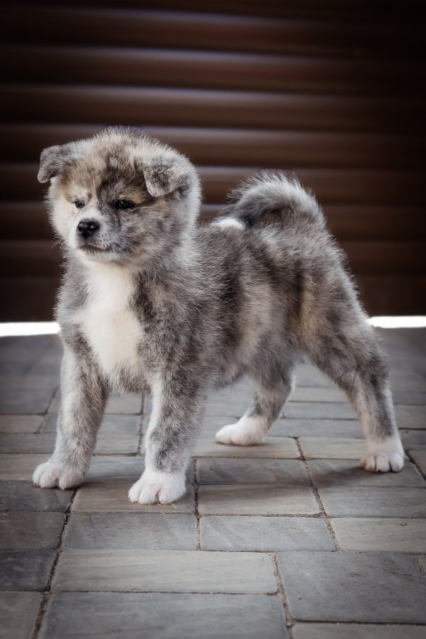 Nensi Akita