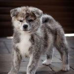 Nensi-female-Akita-inu-puppy-for-sale-1 (4)