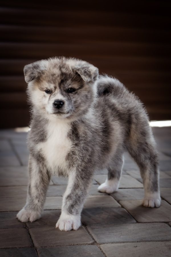 Nensi Akita