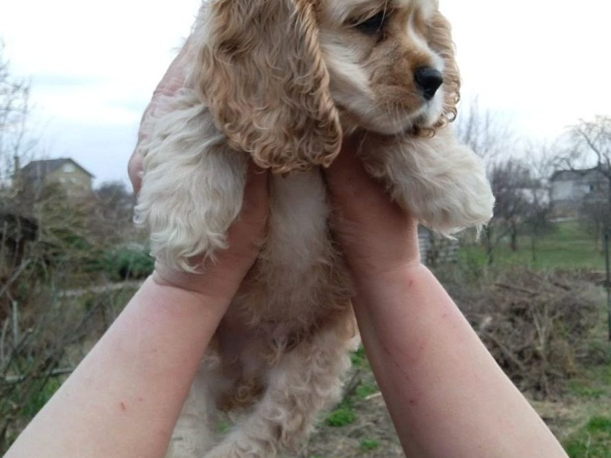 American Cocker Spaniel Dogs and Puppies for sale