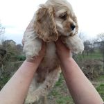 Nina American Cocker Spaniel