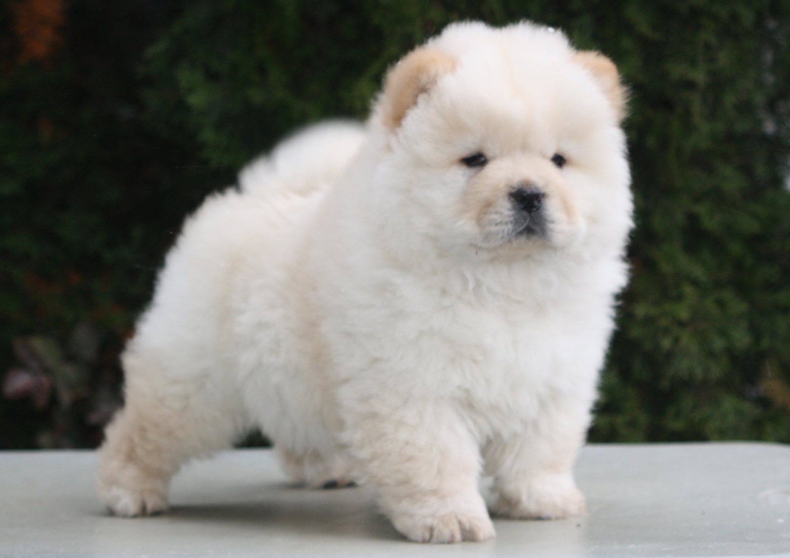miniature chow for sale
