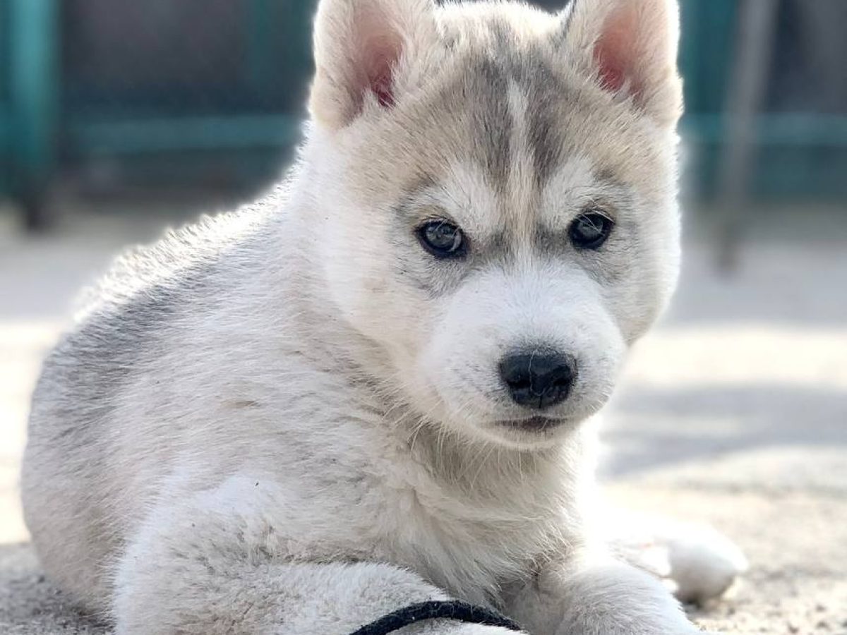 Miniature Siberian Huskies Miniature Husky Rescue Miniature Siberian Huskies  Toy Husky Breed Siberian Husky, image size:1200x900