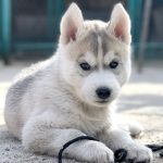 Dante Siberian Husky
