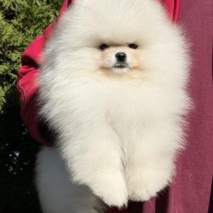 Nevil Pomeranian