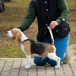 New-York-male-Beagle-puppy-for-sale-1