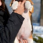 New-York-male-Beagle-puppy-for-sale-2