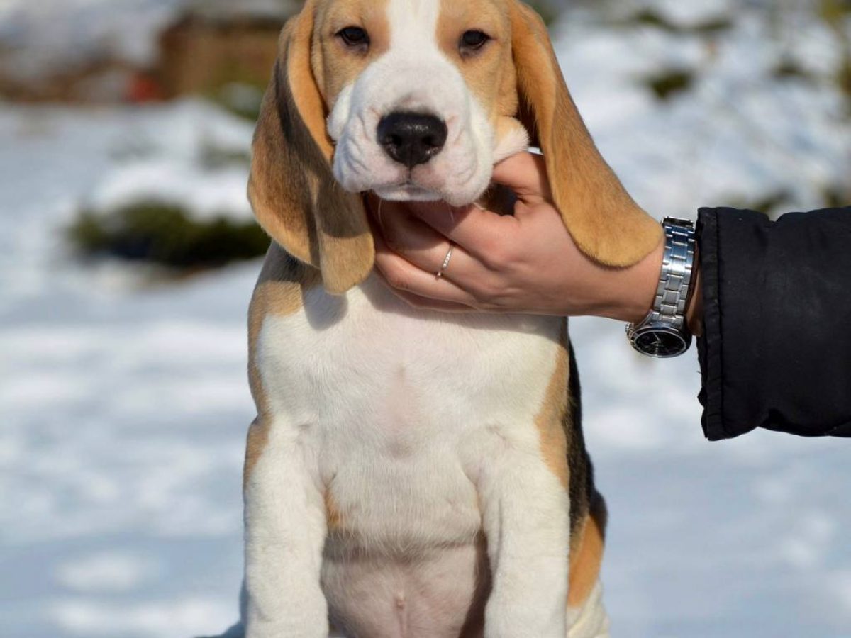 Funny Beagle Stories Beagle Savvy Book