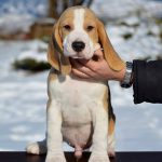 Navy Beagle