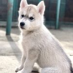 Nolan Siberian Husky