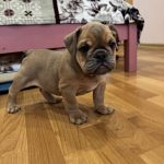 Milla English Bulldog