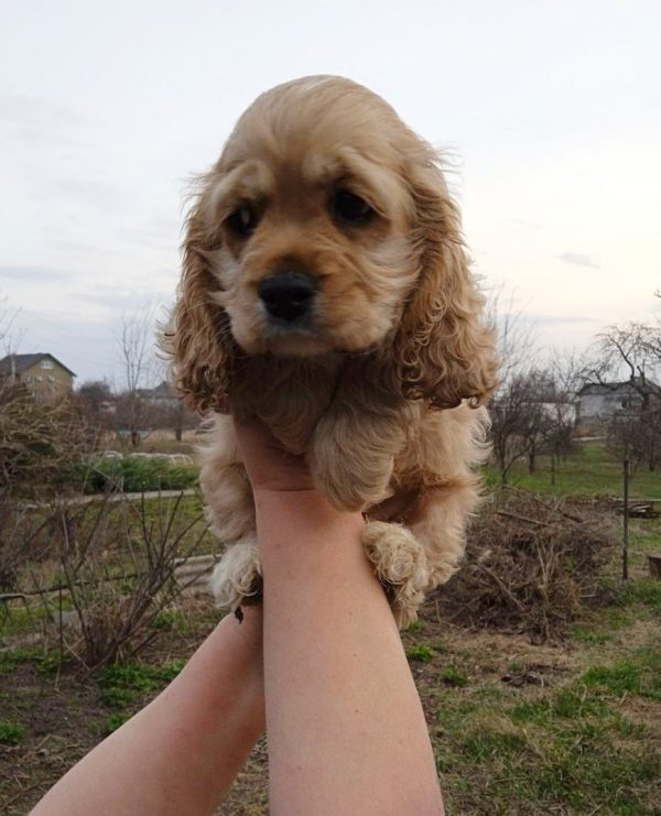 Nina American Cocker Spaniel