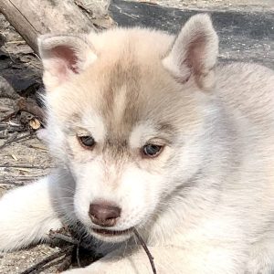 Nolan Siberian Husky