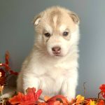 Nolan-male-Siberian-Husky-puppy-for-sale-2
